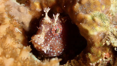 Starry blenny (Salarias ramosus) — Blenniidae — 5