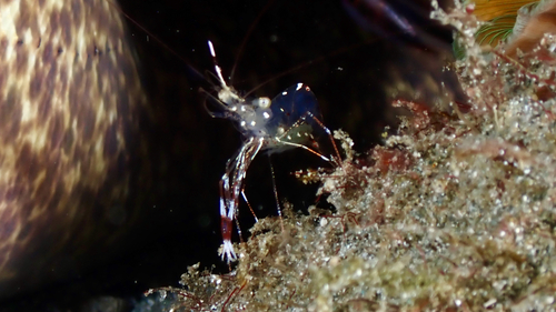 Urocaridella antonbruunii