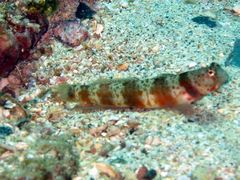 Amblyeleotris periophthalmus