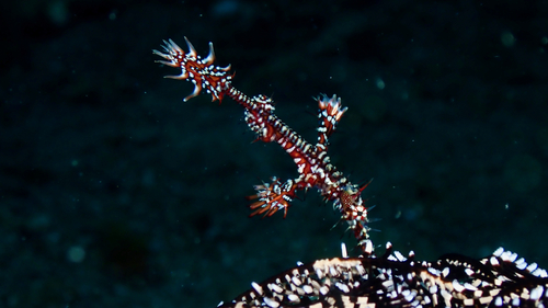 Sargassum Ghost Pipefish