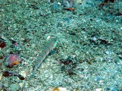 Valenciennea puellaris