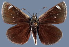 Hesperopsis libya confertiblanca