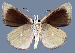 Hesperopsis libya confertiblanca