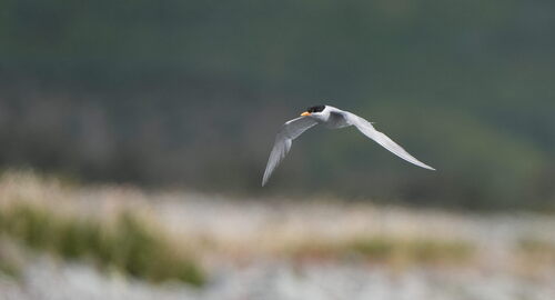Black-fronted Tern (Chlidonias albostriatus)