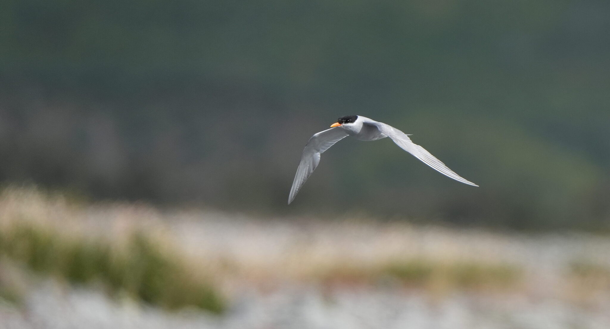 Black-fronted Tern (Chlidonias albostriatus), photo 1