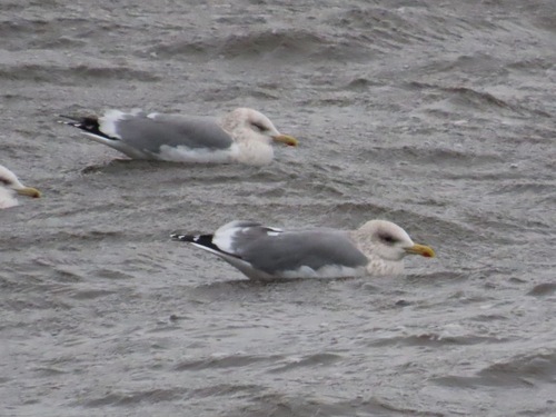 Vega Gull (Larus vegae), photo 7