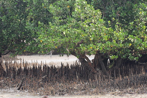 Grey Mangrove