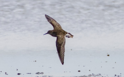 iNaturalist: (c) thriftybirder, some rights reserved (CC BY-NC) iNaturalist image