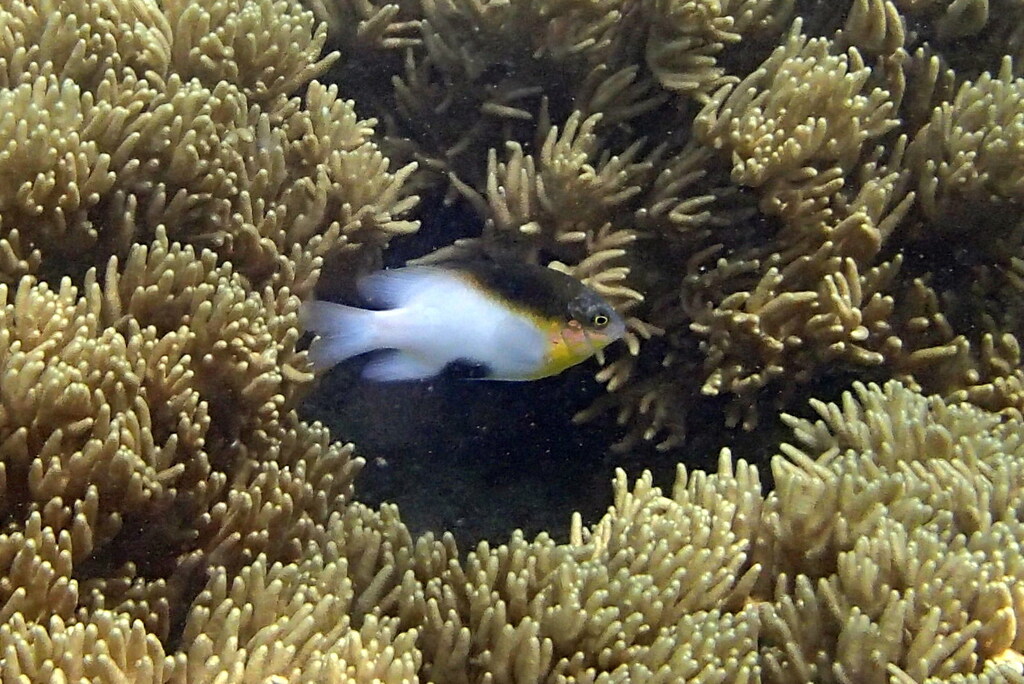 Blackvent Damsel (Dischistodus melanotus)