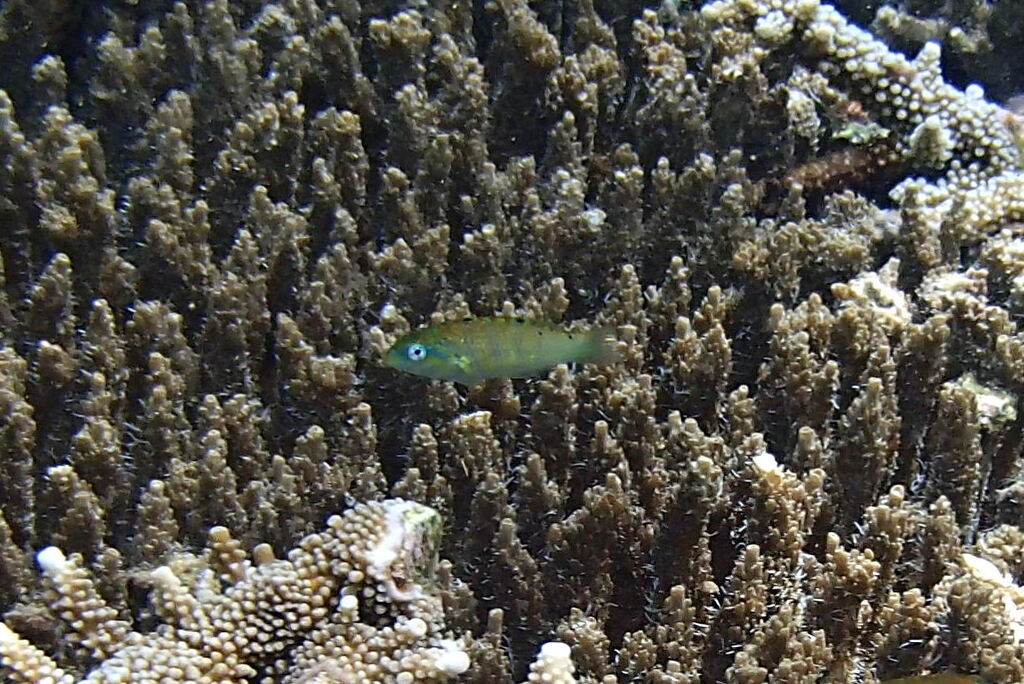 Parrotfish (Thalassoma hardwicke)
