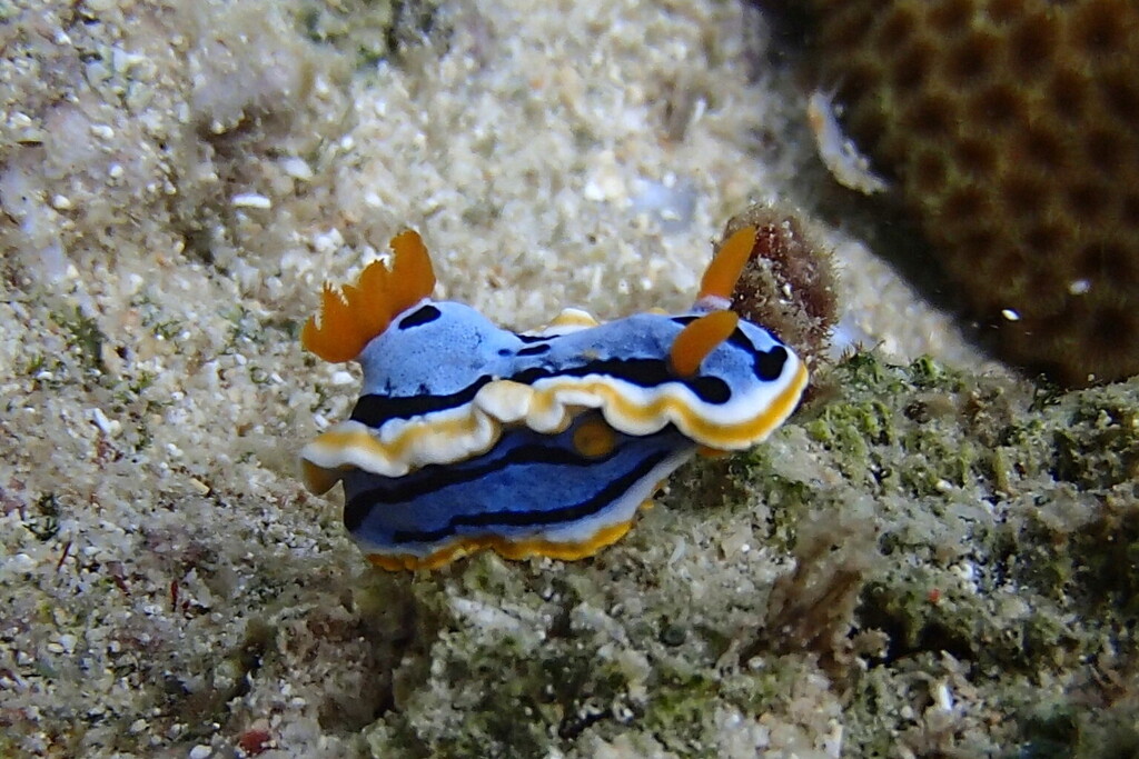 Chromodoris annae (Chromodoris annae)