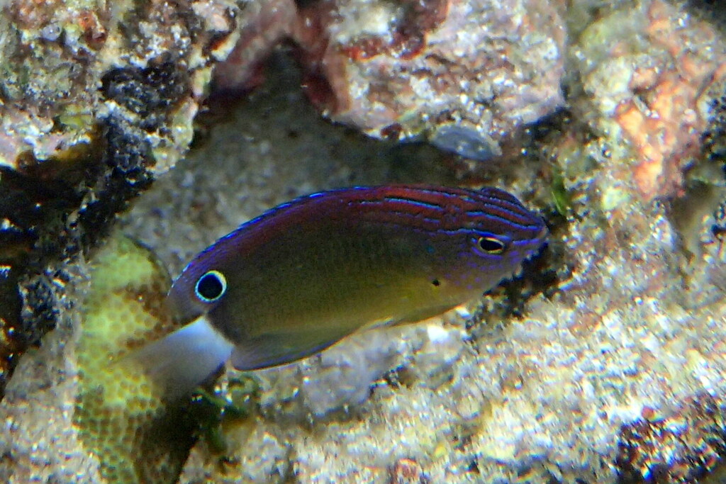 Fire Damsel (Pomacentrus bankanensis)