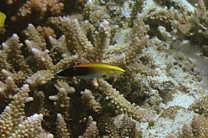 Black-spot cleaner wrasse (Labroides pectoralis)