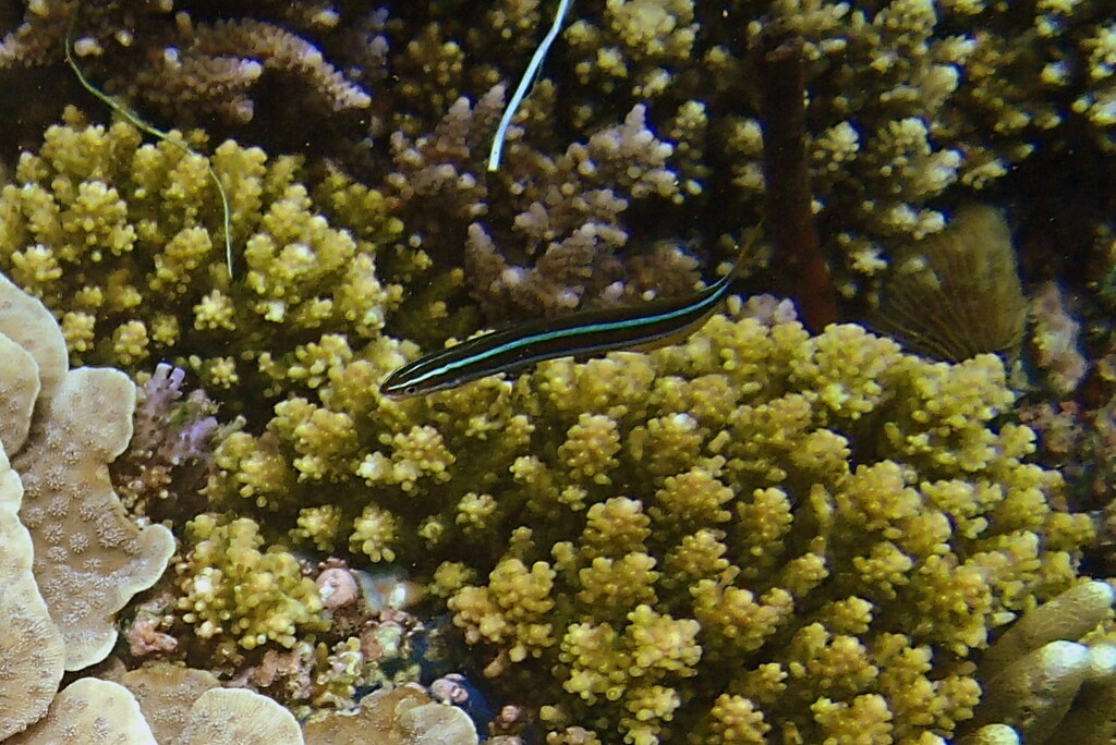 Bluestriped Fangblenny (Plagiotremus rhinorhynchos)