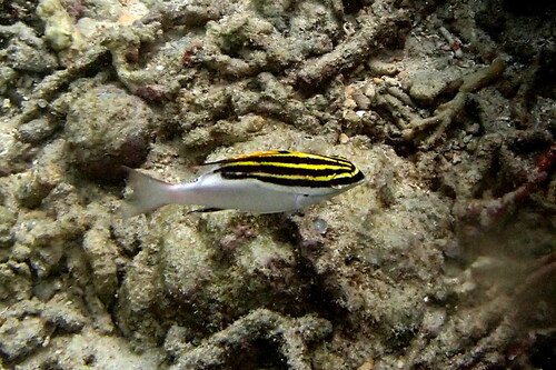 Black-and-white monocle bream (Scolopsis lineata) — Nemipteridae — 5