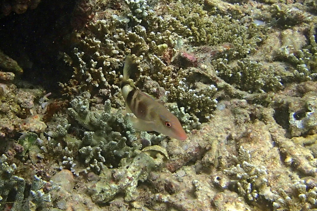 Banded Goatfish (Parupeneus multifasciatus)