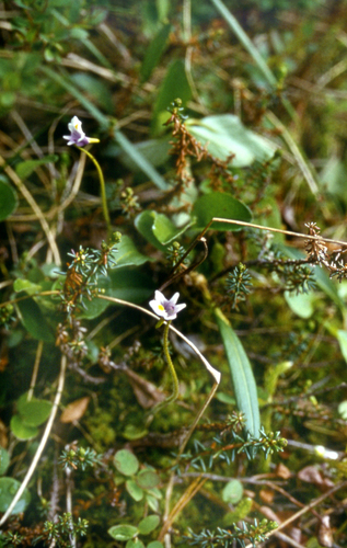 Pinguicula spathulata