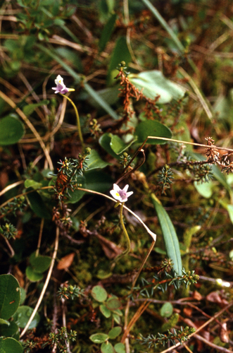 Pinguicula spathulata