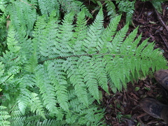 Microlepia speluncae