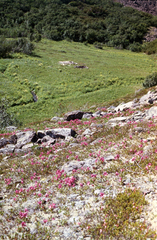 Rhododendron camtschaticum, photograph (c) Oleg Kosterin, some rights reserved (CC BY)