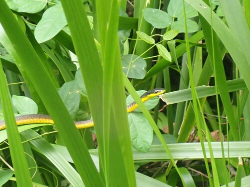 Common Tree Snake