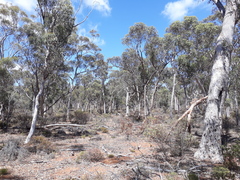 Eucalyptus wandoo