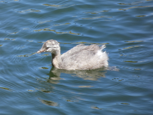 Hoary-headed Grebe (Poliocephalus poliocephalus), photo 4