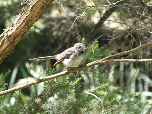 Grey Fantail (Rhipidura albiscapa), photo 3