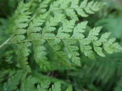 Microlepia speluncae