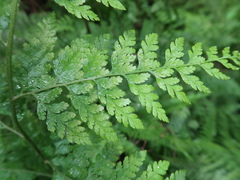 Microlepia speluncae