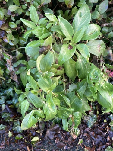 Centranthus ruber