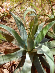Agave vilmoriniana