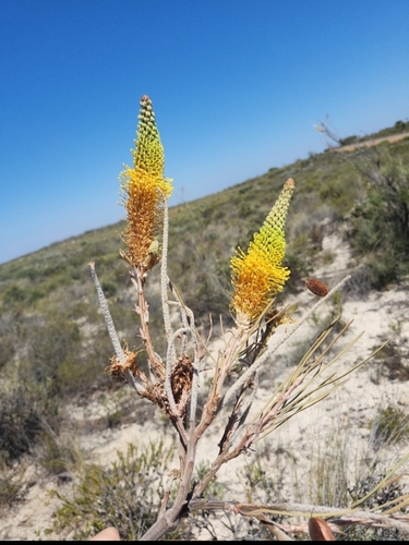 yellow flame grevillea (Grevillea eriostachya)