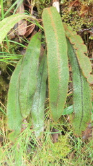 Elaphoglossum paleaceum
