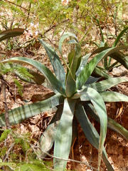 Agave vilmoriniana