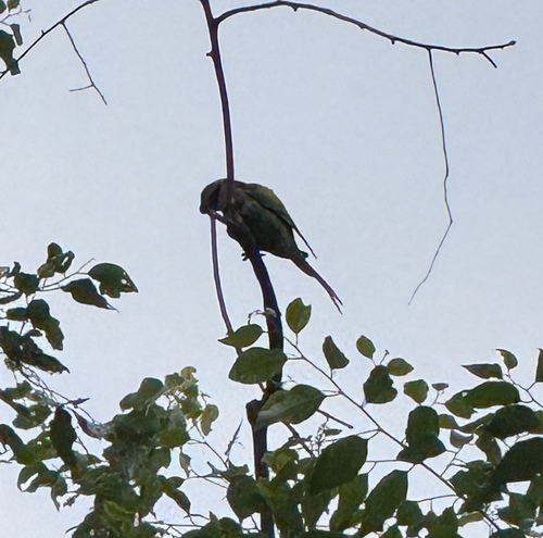 Red-breasted Parakeet (Psittacula alexandri), photo 3