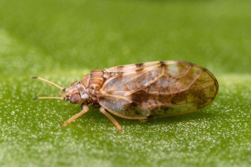 Aphalara exilis