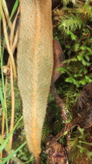 Elaphoglossum paleaceum