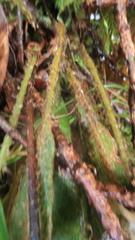 Elaphoglossum paleaceum