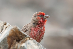 Red-Fronted Rosefinch photo 3
