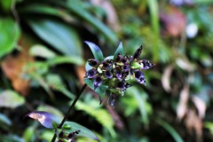 Swertia shintenensis