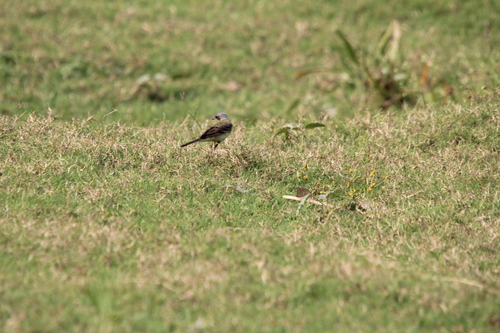 Western Yellow Wagtail (Motacilla flava)