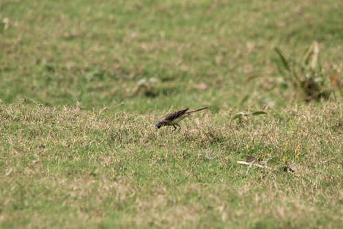 Western Yellow Wagtail (Motacilla flava), photo 2