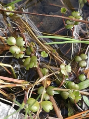 Hydrocotyle sulcata