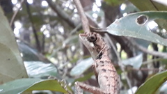 Monilesaurus ellioti