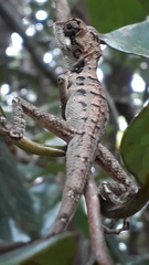 Monilesaurus ellioti