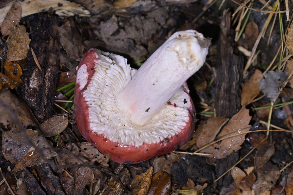 Russula kermesina · January 2026 · photo: © christopherstephens (iNaturalist, cc-by)