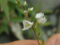 Veronica lanceolata