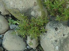 Veronica lanceolata