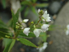 Veronica lanceolata